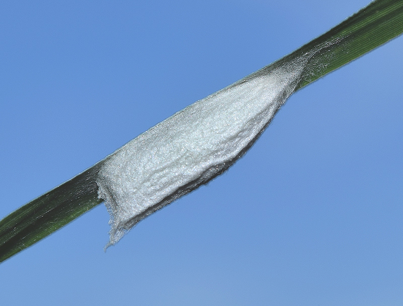 Bozzolo, pupa e adulto di Nycteola asiatica - Nolidae